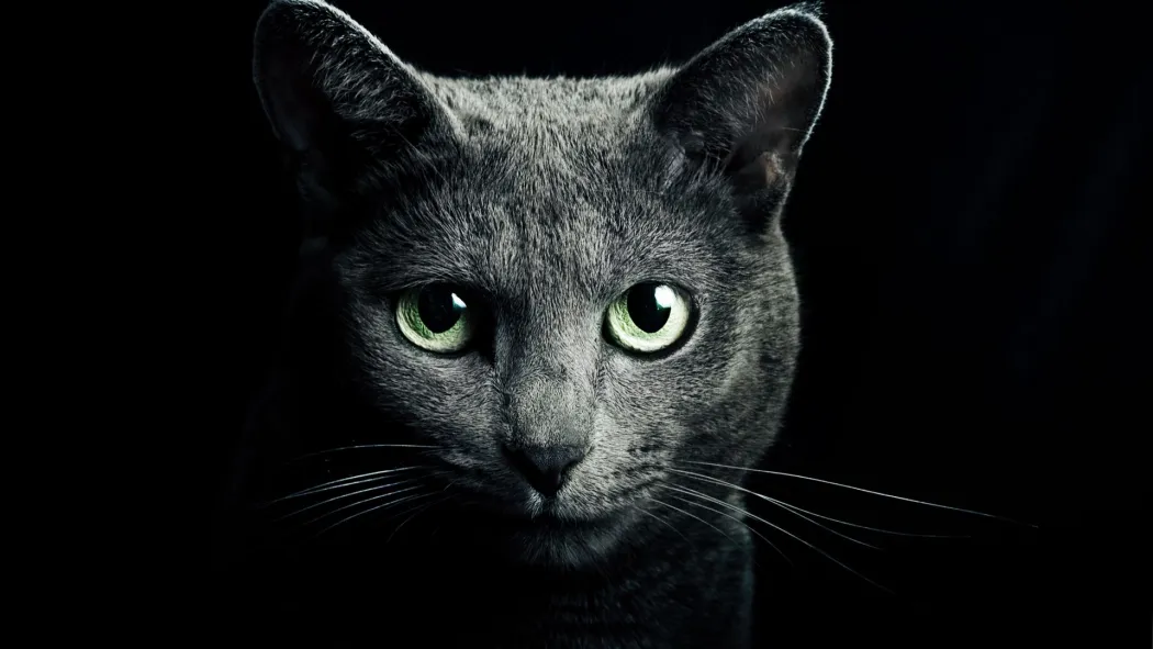 cat_black_breed_russian_blue_eyes_green_eyes_black_background_81774_1920x1080.jpg